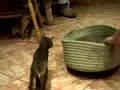 Blue Abyssinian kittens get a free ride! Blue Abyssinian kittens get a free ride!