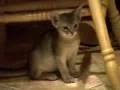 Blue Abyssinian kittens get a free ride!