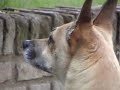 merlin un perro como pocos