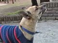 merlin un perro como pocos