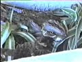 chotacabras pardo