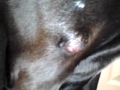 Katie's cyst pops - for you Court