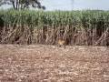 videos de lobo