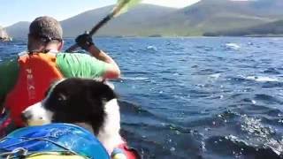 Dogs do Kayak