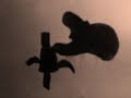 Fafnoonihoof