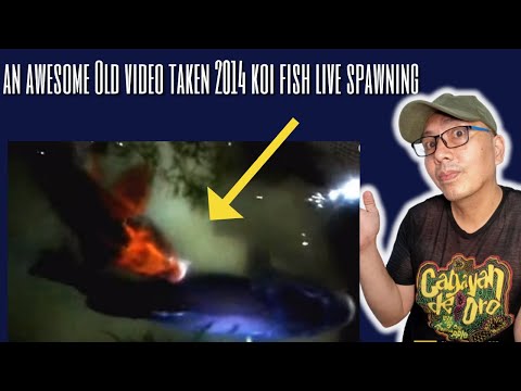 how to grow koi fish