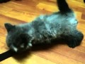 Kucing Parsi