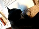 Beav the Cat (beta version) Beav the Cat (beta version)