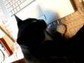 videos de Beav the Cat (beta version)
