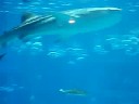 osaka aquarium