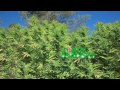 Big Outdoor Gardens Need Plenty of Sun and Water!