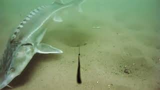 Монтаж за камера Westin Escape Camera - Bottom Fishing Kit