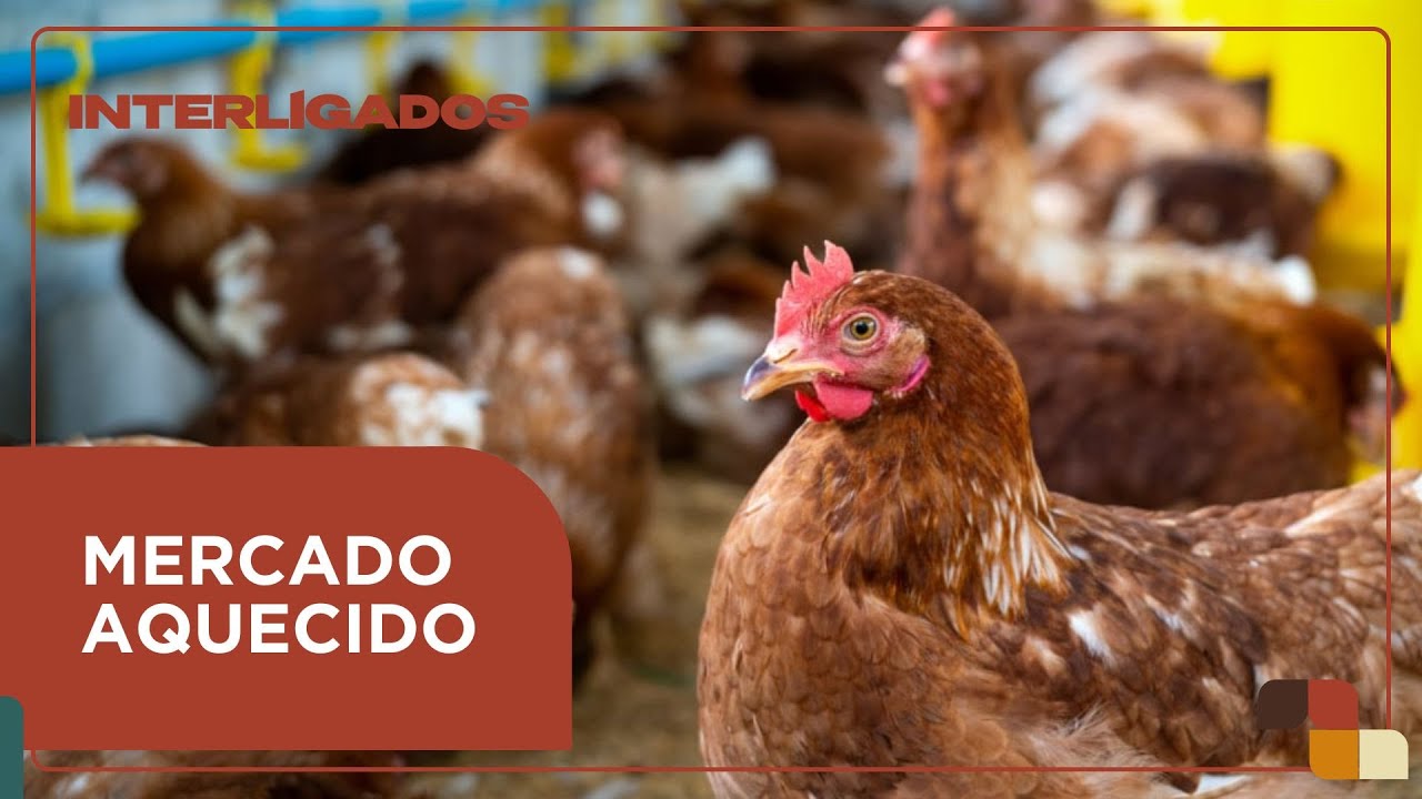 Exportações de frango crescem quase 4% em agosto, aponta ABPA | Interligados - 15/09/2025