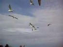 Roscoff - Go�lans affam�s