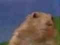 Dramatic-Prairie-Dog