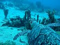 Plong�e en martinique avec une tortue