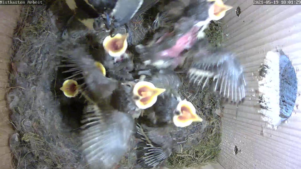 Die Küken betteln nun auch schon neben dem Nest! | Tag 12 | 19.05.2021