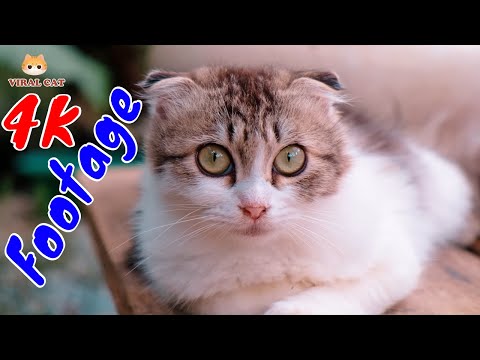Những Cảnh Quay Đẹp Chất Lượng 4K Về Hoàng Thượng Mèo Tập 19