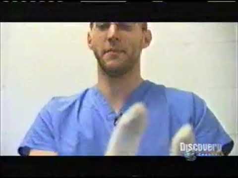 Monkey Eats Using Artificial Arm