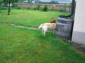 Shar-Pei Yuki playing in the garden