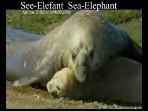 See-Elefant Sea-Elephant Tiere Animals Natur SelMcKenzie Selzer-McKenzie