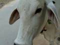 Ser Vegetariano Sukadeva das