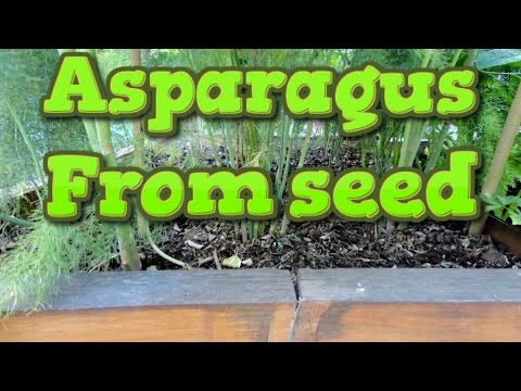 how to replant asparagus