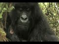 Mountain Gorilla Bilali with her newborn son Mountain Gorilla Bilali with her newborn son