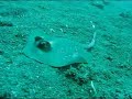 Lembeh Part 2