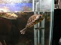 Yaddle Swimming