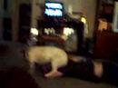 DOG ATTACK! DOG ATTACK!