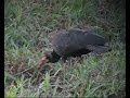 Cercibis oxycerca / Sharp-tailed Ibis