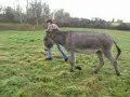 Romarin en �thologie