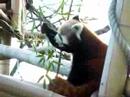 Un petit panda chez les humains boycotte China Un petit panda chez les humains boycotte China