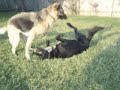 German Sheperd Chases Black Lab/Australian Shep Mix