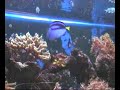 Pro feed fish tank Pro feed fish tank