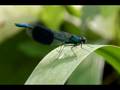 videos de Nikon D40