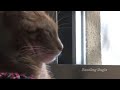 Reading Eagle: Animal Rescue League\