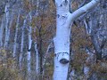 Elk Bugling, part 1