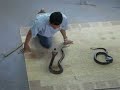Be Careful Jimmy! Kissing Cobra Snake