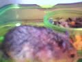 Diggy the hamster # 3 Diggy the hamster # 3