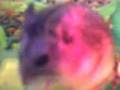 Diggy-the-hamster-3