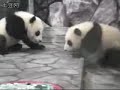Baby Panda Wrestling