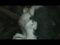 a love story from ber sarai that remained untold