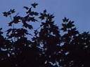 The Birds in Frankfurt, Germany