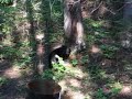 Ontario Black Bear 2