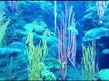 LG DARE VX9700 - VIDEO SAMPLES
