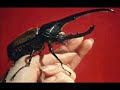humanos-e-animais.html