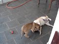 Brutus vs Mel
