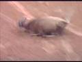 2007 PRCA Steer Busting Finals Busted by SHARK, Part 1